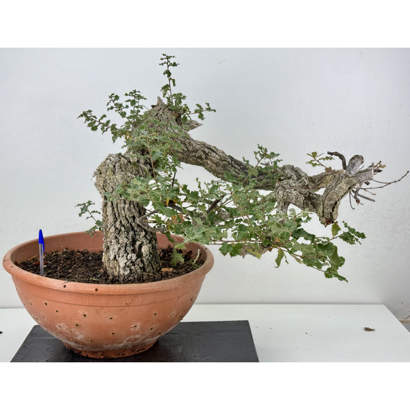 Quercus faginea I-8271