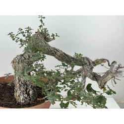 Quercus faginea I-8271 view 2