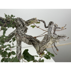 Quercus faginea I-8271 view 3