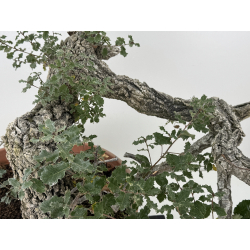 Quercus faginea I-8271 view 4