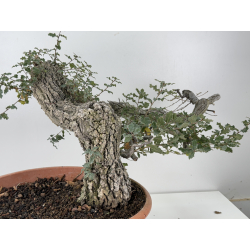 Quercus faginea I-8271 view 5