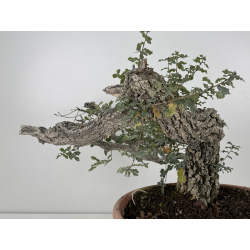 Quercus faginea -roble quejigo- I-8271 vista 6