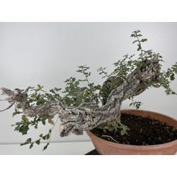 Quercus faginea I-8271 view 7