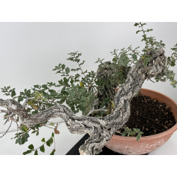 Quercus faginea -roble quejigo- I-8271 vista 8