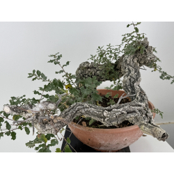 Quercus faginea I-8271 view 9