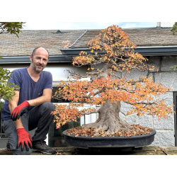 Acer buergerianum I-8272 view 2