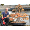 Acer buergerianum I-8272 vista 2