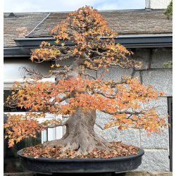 Acer buergerianum I-8272