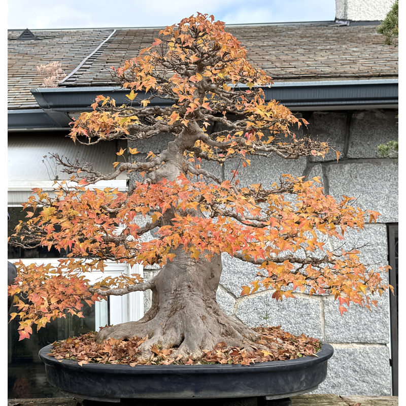 Acer buergerianum I-8272