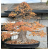 Acer buergerianum I-8272