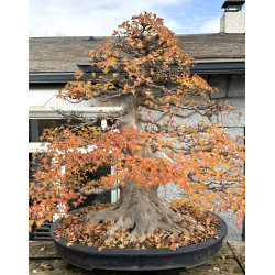 Acer buergerianum I-8272 view 3