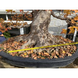 Acer buergerianum I-8272 view 4