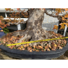 Acer buergerianum I-8272 vista 4