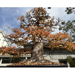 Acer buergerianum I-8272 view 5