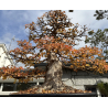 Acer buergerianum I-8272 vista 5