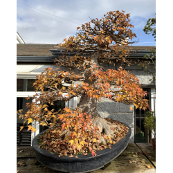 Acer buergerianum I-8272 view 6