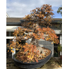 Acer buergerianum I-8272 vista 6