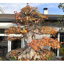 Acer buergerianum I-8272 view 7