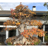 Acer buergerianum I-8272 vista 7