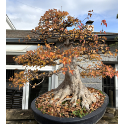 Acer buergerianum I-8272 view 8