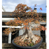 Acer buergerianum I-8272 vista 8