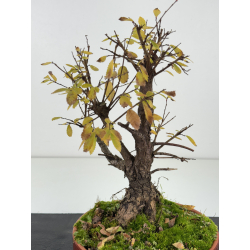 Zelkova nire I-8273 vista 2