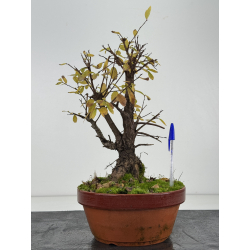 Zelkova nire I-8273