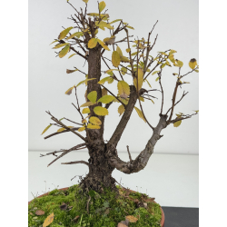 Zelkova nire I-8273 vista 3