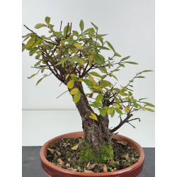 Zelkova nire I-8274 vista 2