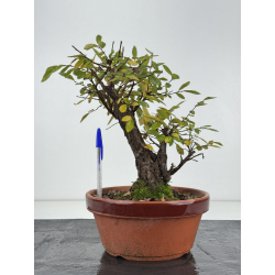 Zelkova nire I-8274