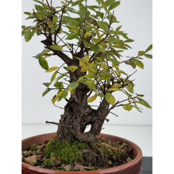 Zelkova nire I-8274 vista 3