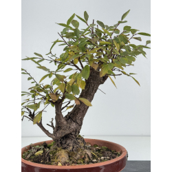 Zelkova nire I-8274 vista 4