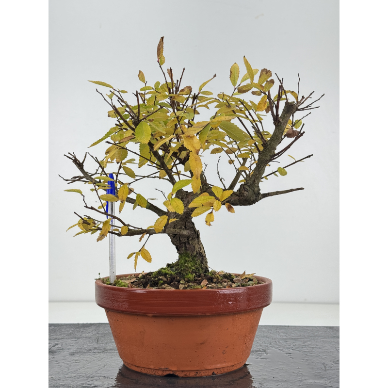 Zelkova nire I-8276