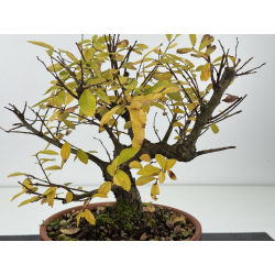 Zelkova nire I-8276 vista 2