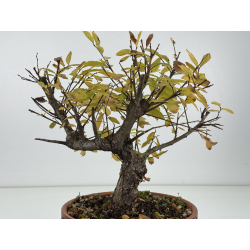 Zelkova nire I-8276 vista 3