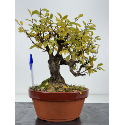 Zelkova nire I-8277