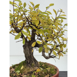 Zelkova nire I-8277 vista 2