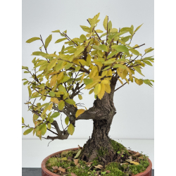Zelkova nire I-8277 vista 3