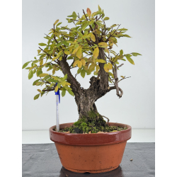Zelkova nire I-8278