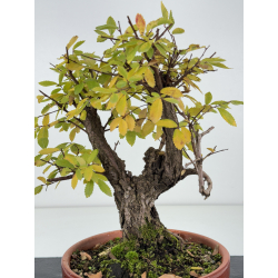 Zelkova nire I-8278 vista 2