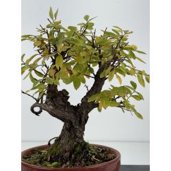 Zelkova nire I-8278 vista 3
