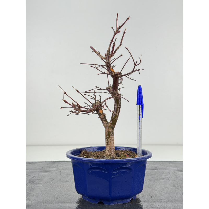 Acer palmatum deshojo I-8279