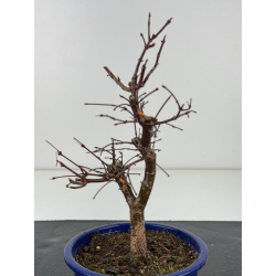 Acer palmatum deshojo I-8279 vista 2