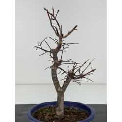 Acer palmatum deshojo I-8279 vista 3