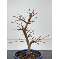 Acer palmatum deshojo I-8280 vista 2