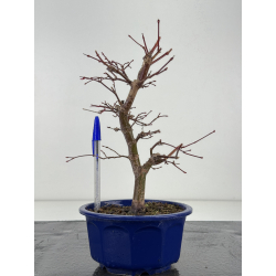 Acer palmatum deshojo I-8280