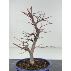 Acer palmatum deshojo I-8280 vista 3