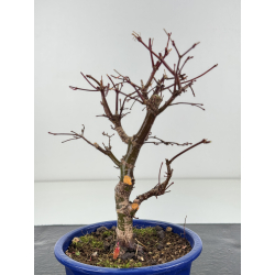 Acer palmatum deshojo I-8281 vista 2