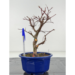 Acer palmatum deshojo I-8281