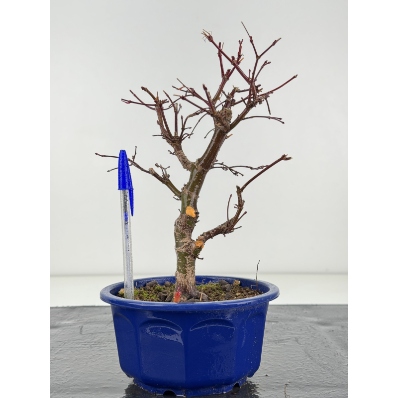 Acer palmatum deshojo I-8281